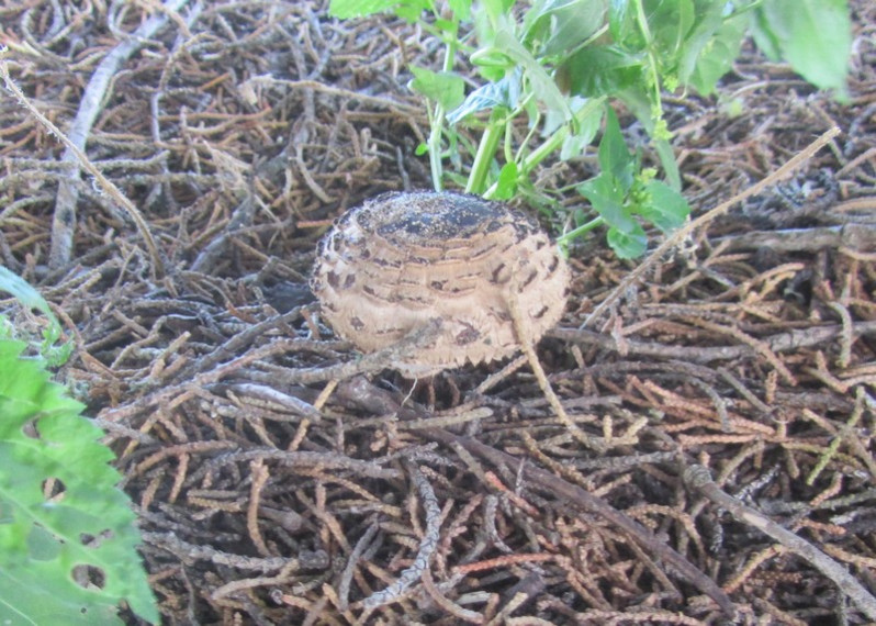 Lepiota cristata (Bolton) P.Kumm., 1871