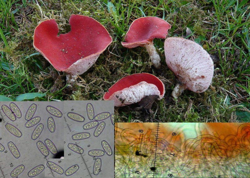 Sarcoscypha austriaca (Beck ex Sacc.) Boud., 1907