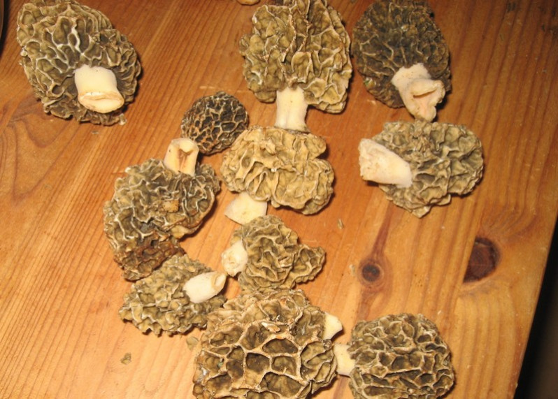 Morchella esculenta (L.) Pers., 1794