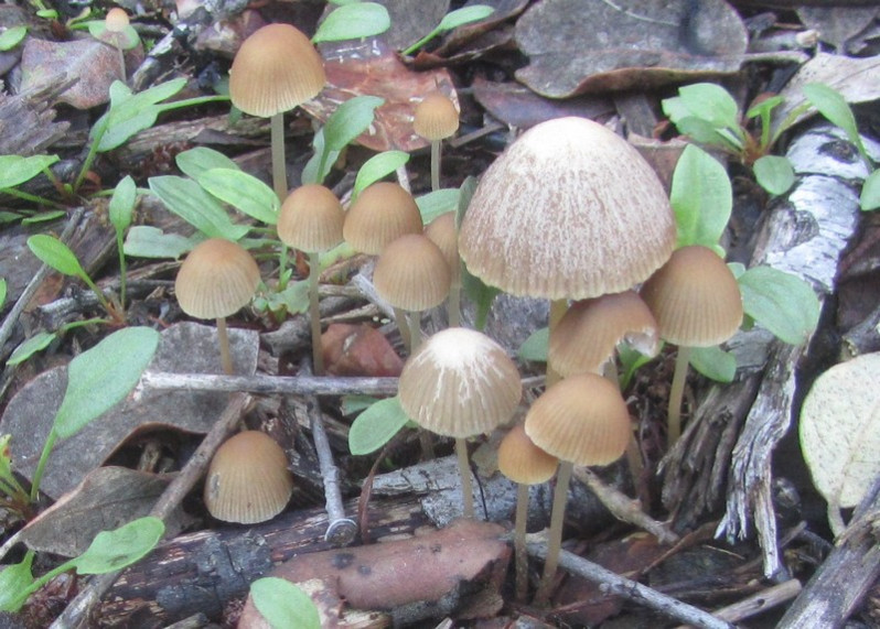 Mycena leptocephala (Pers.) Gillet, 1876