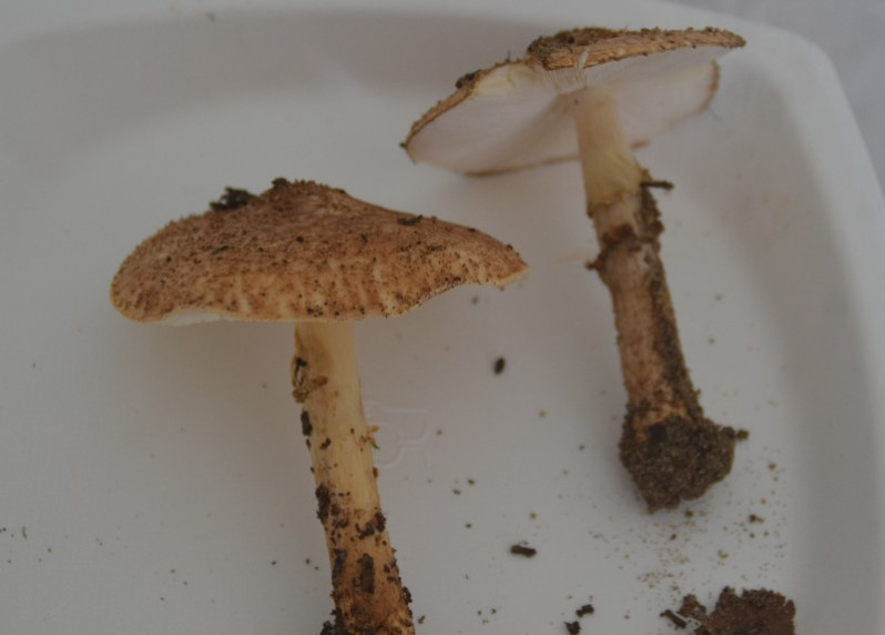 Echinoderma asperum (Pers.) Bon, 1991