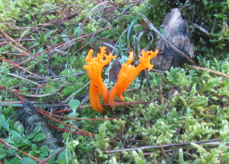 Calocera viscosa (Pers.) Fr., 1821