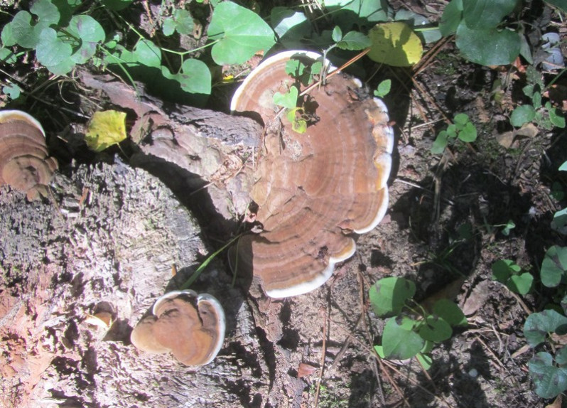 Ganoderma applanatum (Pers.) Pat., 1887