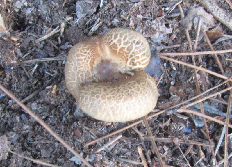 Paxillus involutus (Batsch) Fr., 1838