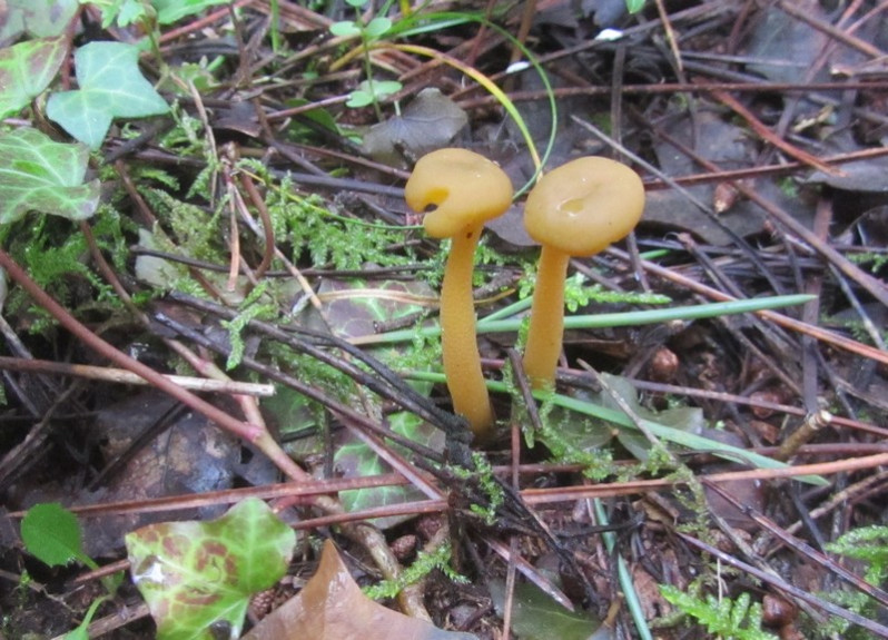 Leotia lubrica (Scop.) Pers., 1794