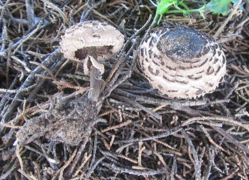 Lepiota cristata (Bolton) P.Kumm., 1871