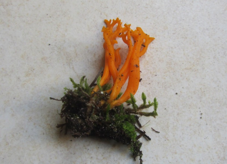 Calocera viscosa (Pers.) Fr., 1821