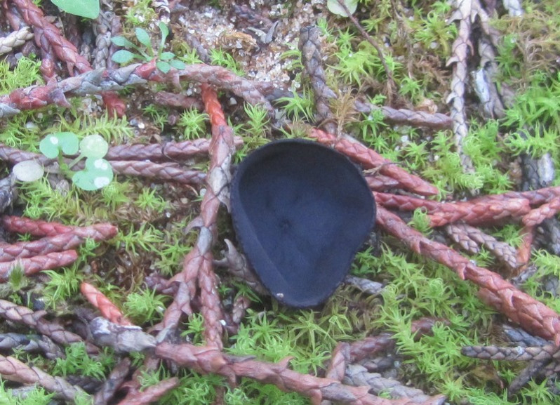 Smardaea planchonis (Dunal ex Boud.) Korf & W.Y.Zhuang, 1991