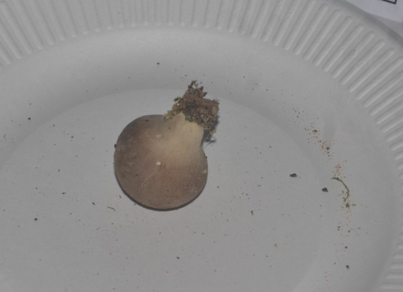 Lycoperdon molle Pers., 1801