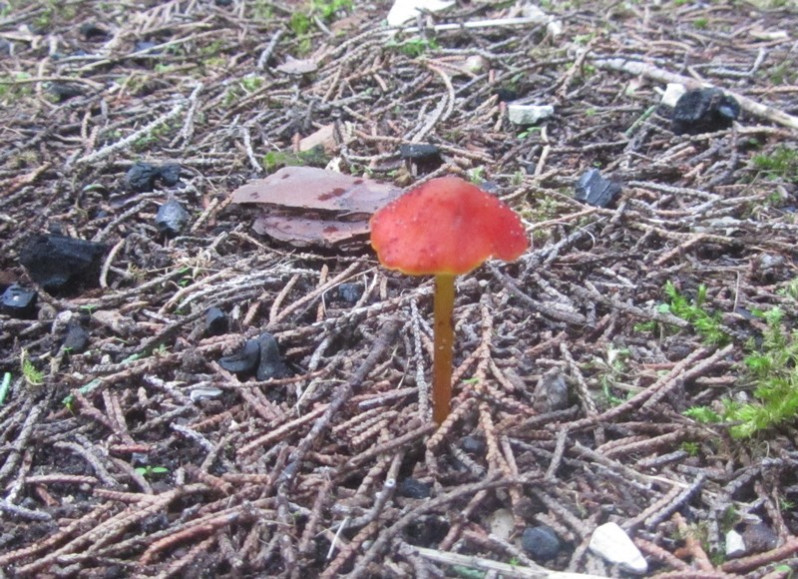 Hygrocybe pseudoconica J.E.Lange, 1923