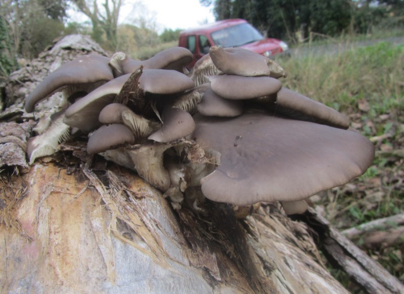Pleurotus ostreatus (Jacq.) P.Kumm., 1871