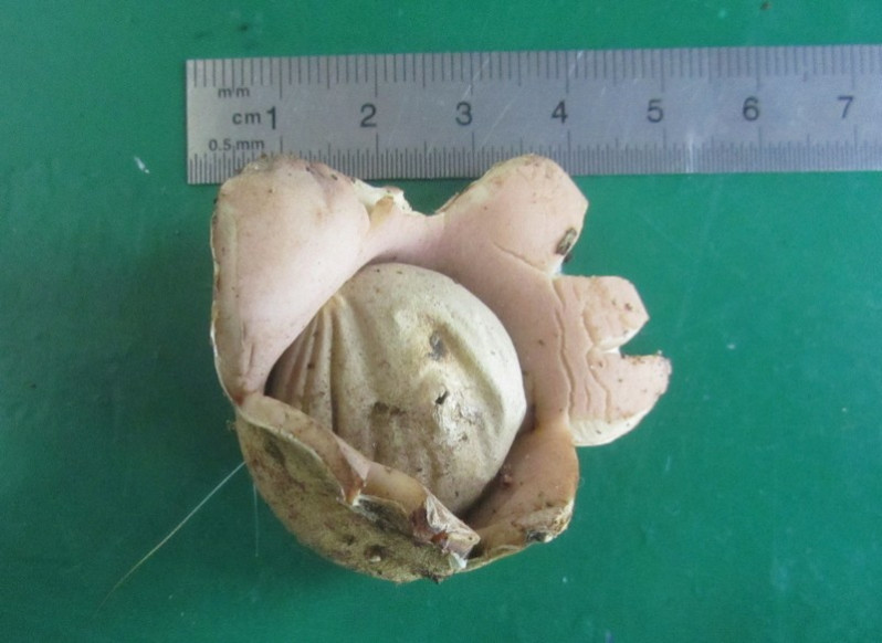 Geastrum rufescens Pers., 1801