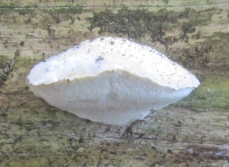 Cyanosporus caesius (Schrad.) McGinty, 1909