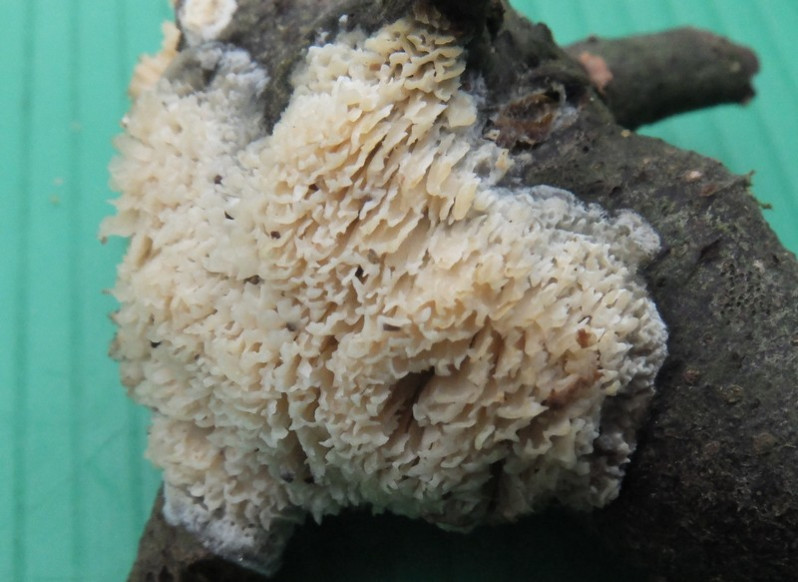 Cerocorticium molare (Chaillet ex Fr.) Jülich & Stalpers, 1980