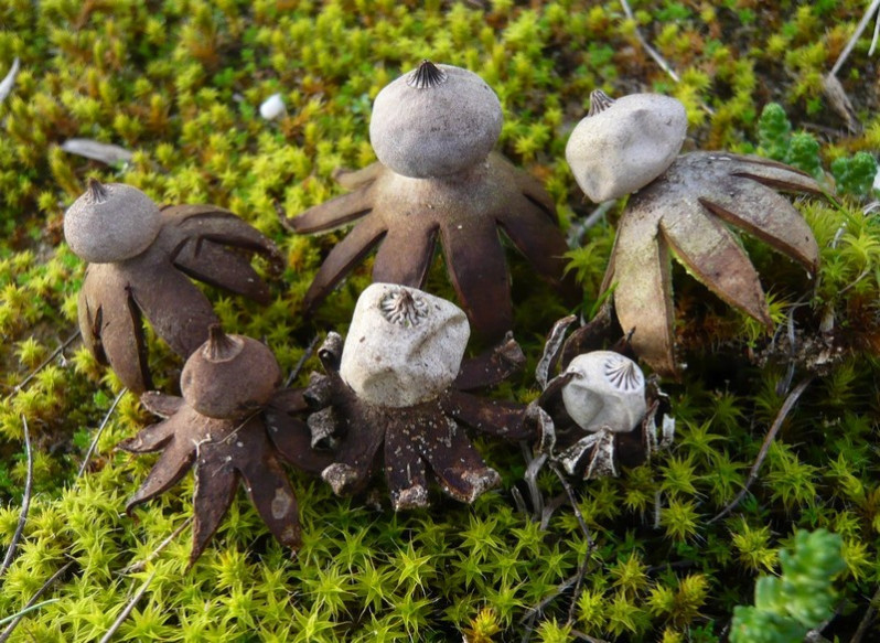 Geastrum pouzari Stanek
