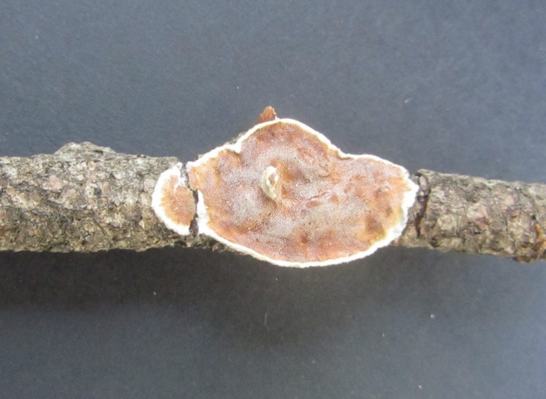 Meruliopsis corium (Pers.) Ginns, 1976