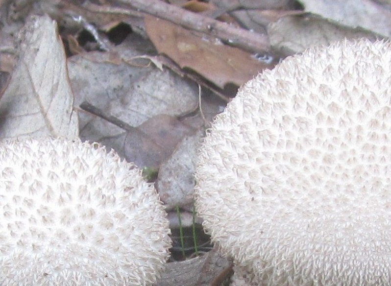Lycoperdon echinatum Pers., 1794