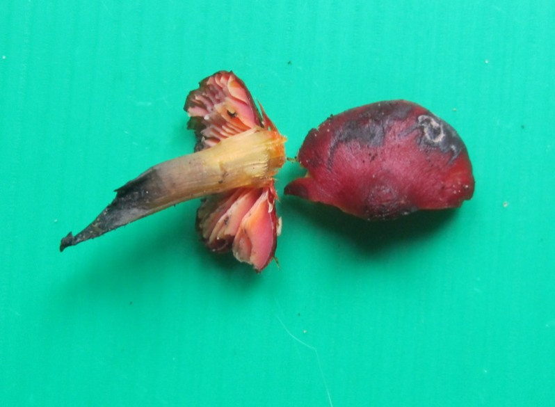 Hygrocybe pseudoconica J.E.Lange, 1923