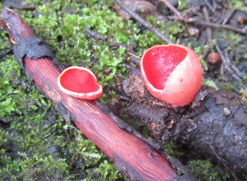 Sarcoscypha coccinea (Scop.) Sacc. ex E.J.Durand, 1900