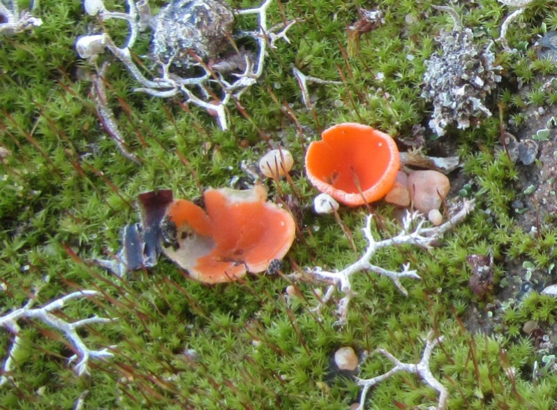 Aleuria aurantia (Pers. : Fr.) Fuckel, 1870