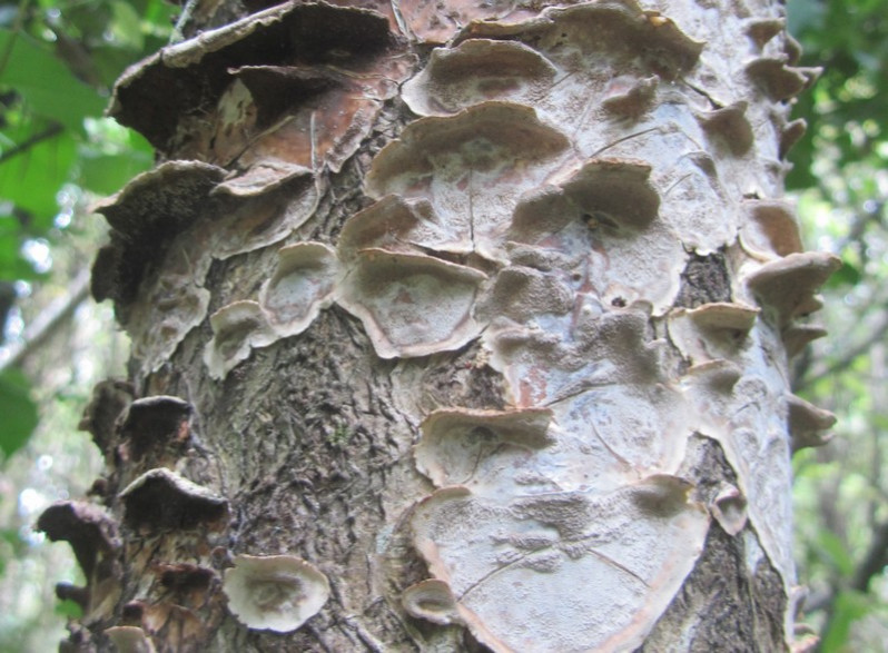 Bjerkandera adusta (Willd.) P.Karst., 1879