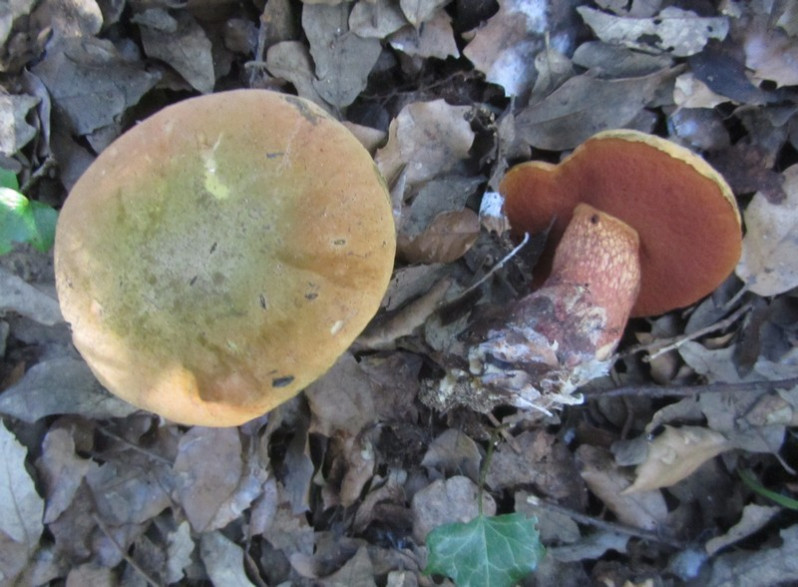 Suillellus luridus (Schaeff.) Murrill, 1909