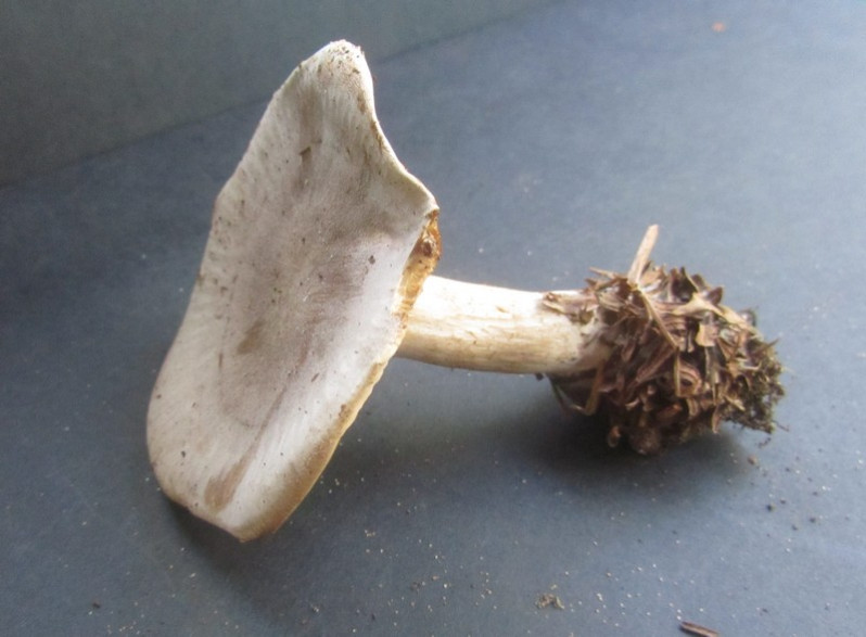 Clitocybe nebularis (Batsch) P.Kumm., 1871