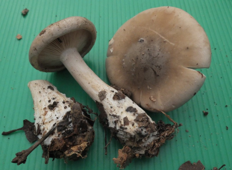 Cortinarius cotoneus Fr., 1838