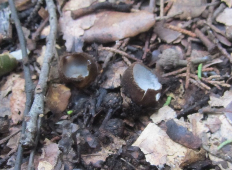 Humaria hemisphaerica (F.H.Wigg.) Fuckel, 1870