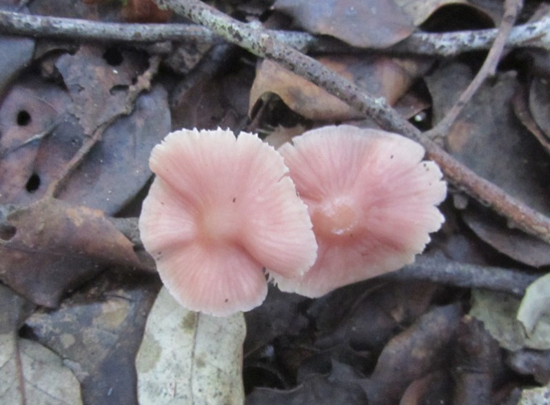 Mycena rosea Gramberg, 1912