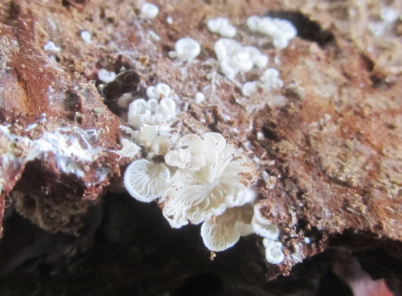 Clitopilus hobsonii (Berk.) P.D.Orton, 1960