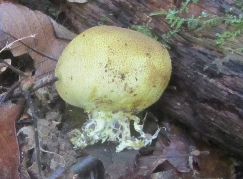 Scleroderma citriunum Pers., 1801