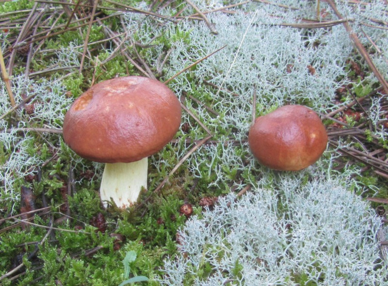 Suillus granulatus (L.) Roussel, 1796