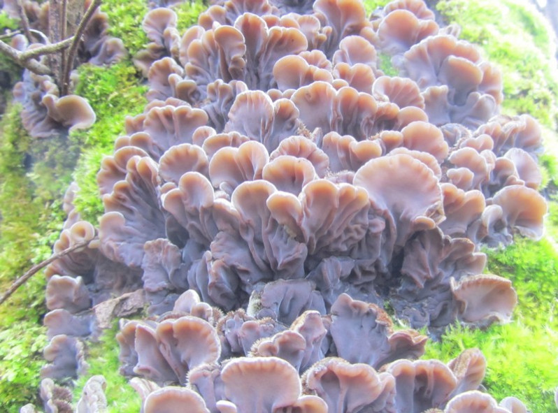 Auricularia mesenterica (Dicks. : Fr.) Pers., 1822