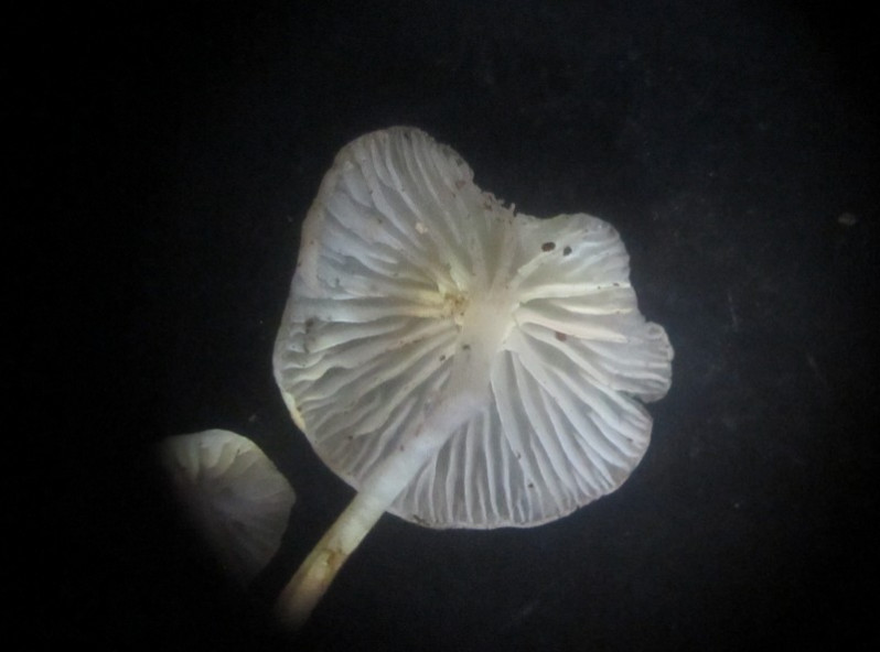 Hemimycena lactea (Pers.) Singer, 1938