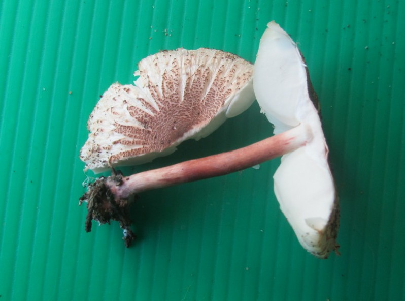 Lepiota ignicolor Bres., 1892