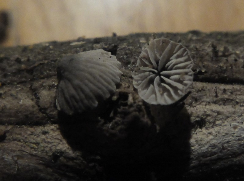 Resupinatus tricholis (Pers.) Singer, 1961