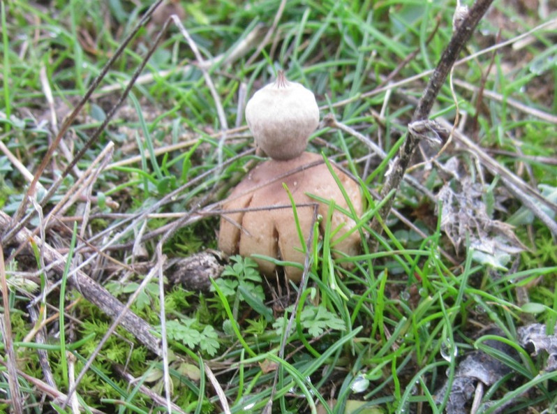 Geastrum schmidelii Vittad., 1842