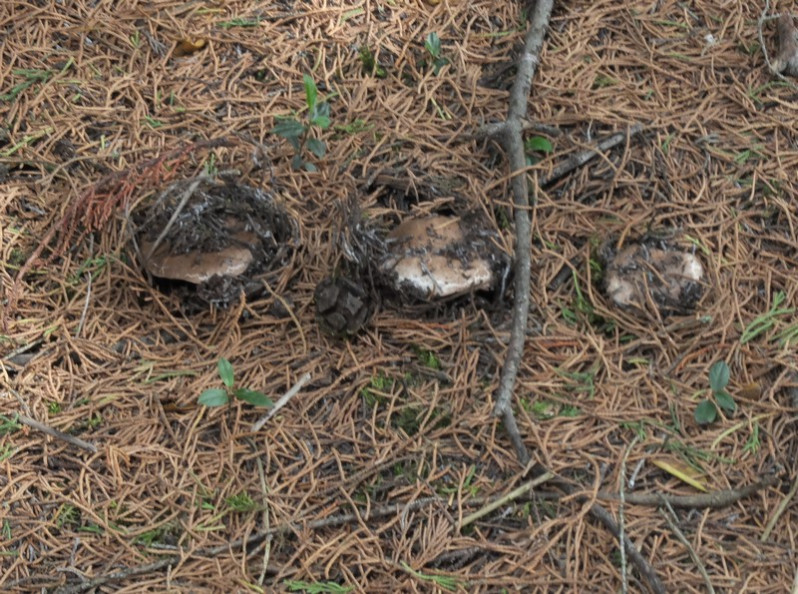 Agaricus boisseletii Heinemann, 1987