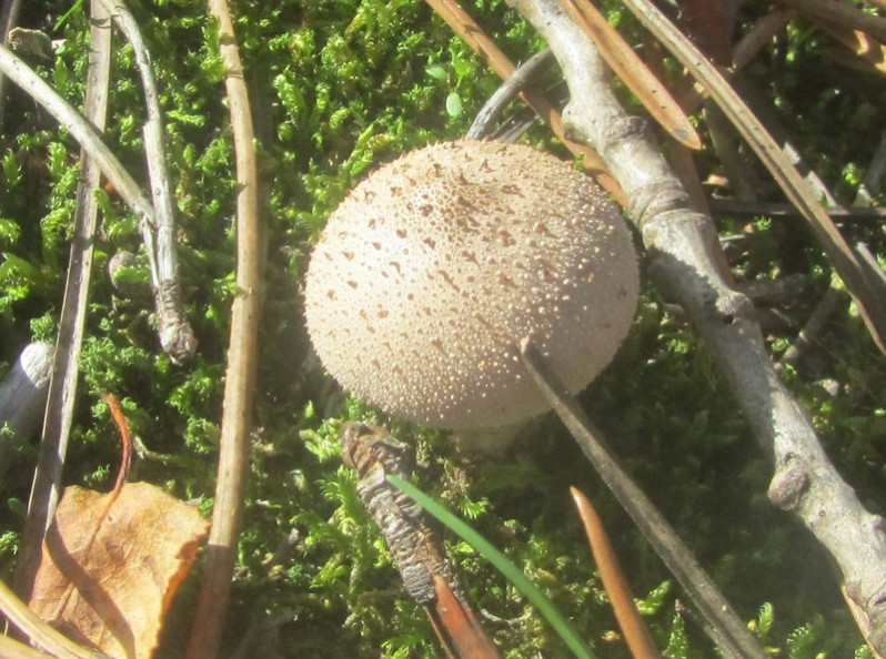 Lycoperdon perlatum Pers., 1796