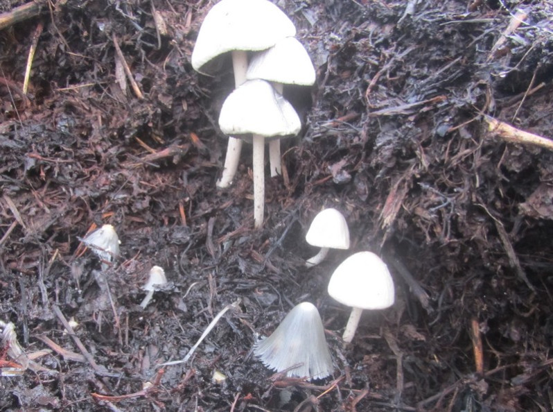 Panaeolus papilionaceus (Bull.) Quél., 1872