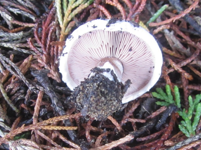 Agaricus arvensis Schaeff., 1774
