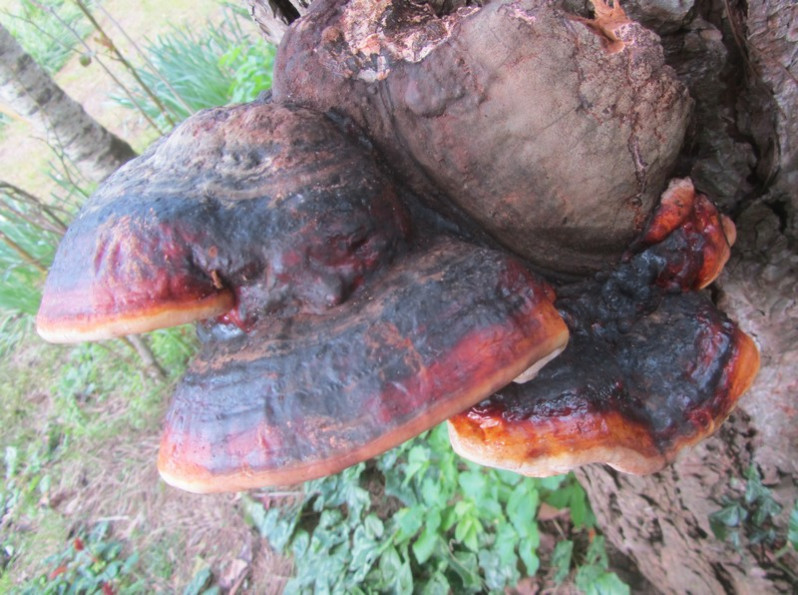 Fomitopsis pinicola (Sw.) P.Karst., 1881