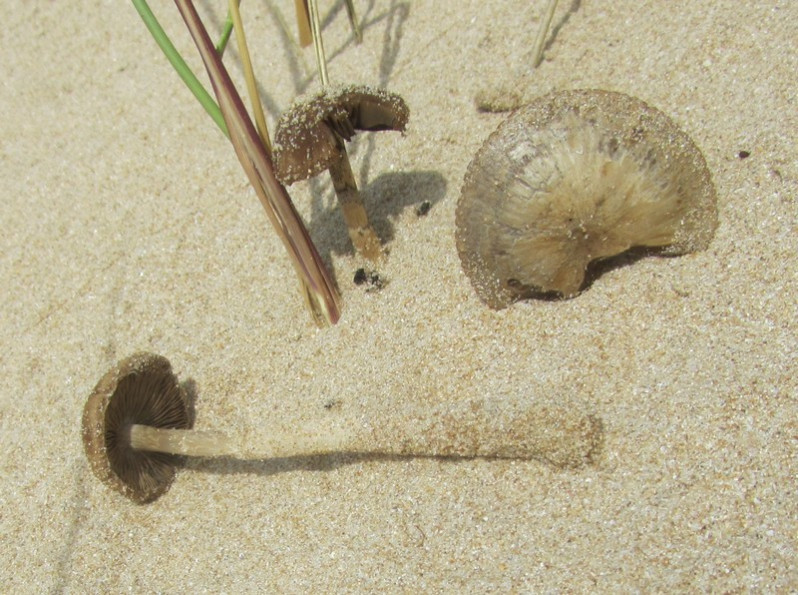 Psathyrella ammophila (Durieu & Lév.) P.D.Orton, 1960