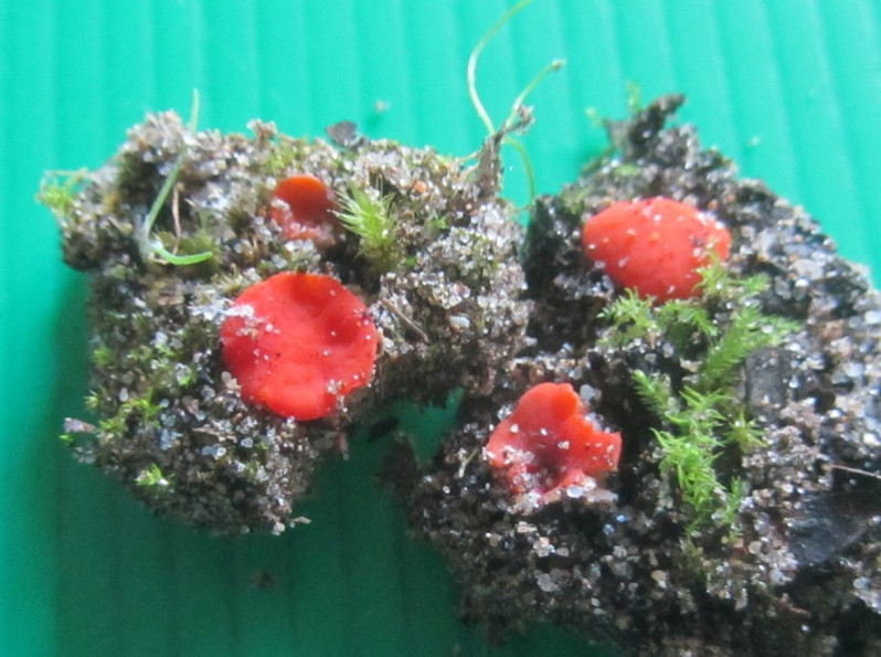 Pulvinula carbonaria (Fuckel) Boud., 1907