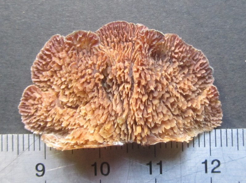 Spongipellis pachyodon (Pers.) Kotl. & Pouzar, 1965