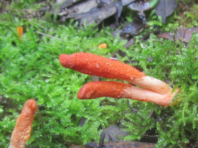 Cordyceps militaris (L.) Fr., 1818