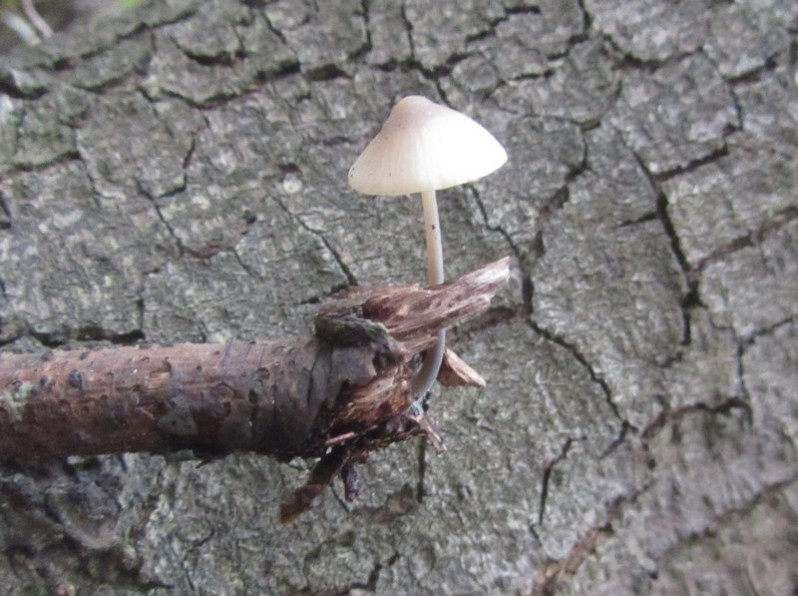 Mycena argangeliana Bres., 1904