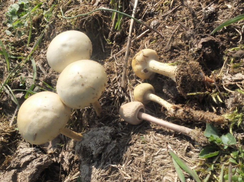 Panaeolus semiovatus (Sowerby) S.Lundell & Nannf., 1938