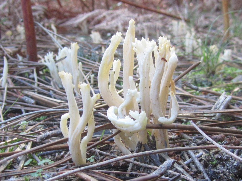 Clavulina rugosa (Bull.) J.Schröt., 1888